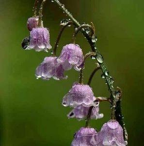 Meet your Posher, Sonia